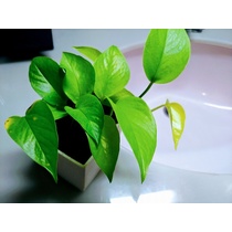 お風呂に観葉植物はいかがでしょうか