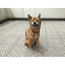 わんちゃんのお風呂事情