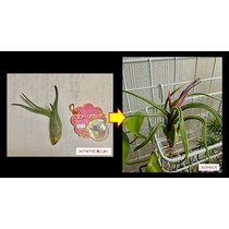 『エアプランツ』ご存じでしょうか